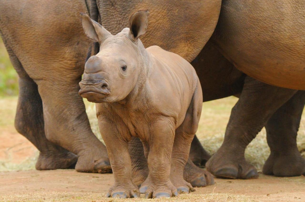 Botlierskop Private Game Reserve Reebok Ngoại thất bức ảnh