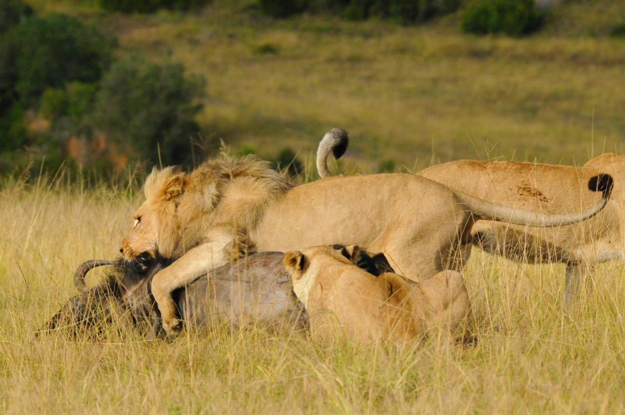 Botlierskop Private Game Reserve Reebok Ngoại thất bức ảnh