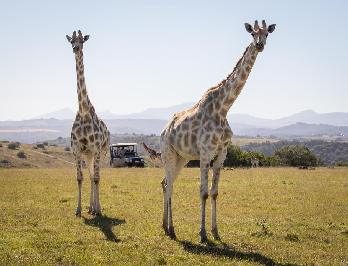 Botlierskop Private Game Reserve Reebok Ngoại thất bức ảnh