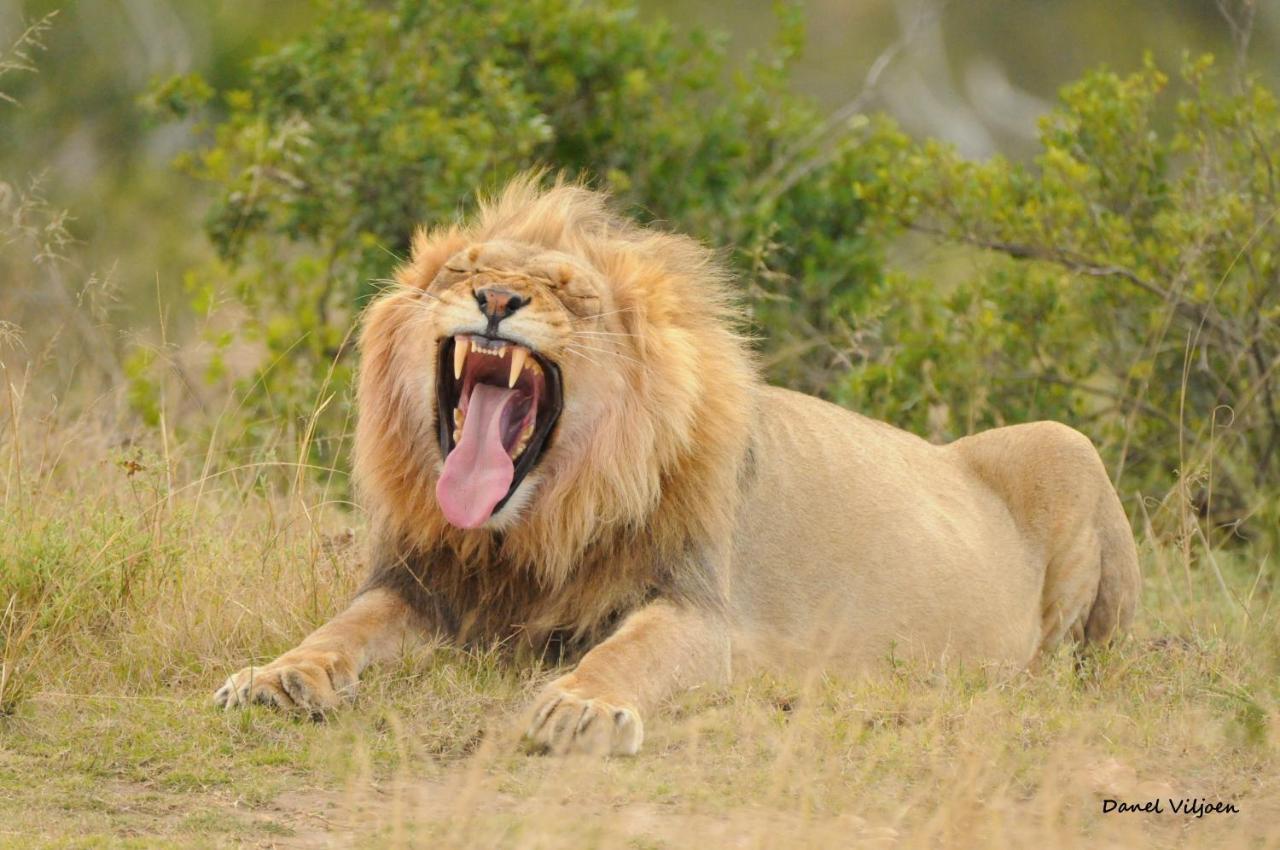 Botlierskop Private Game Reserve Reebok Ngoại thất bức ảnh