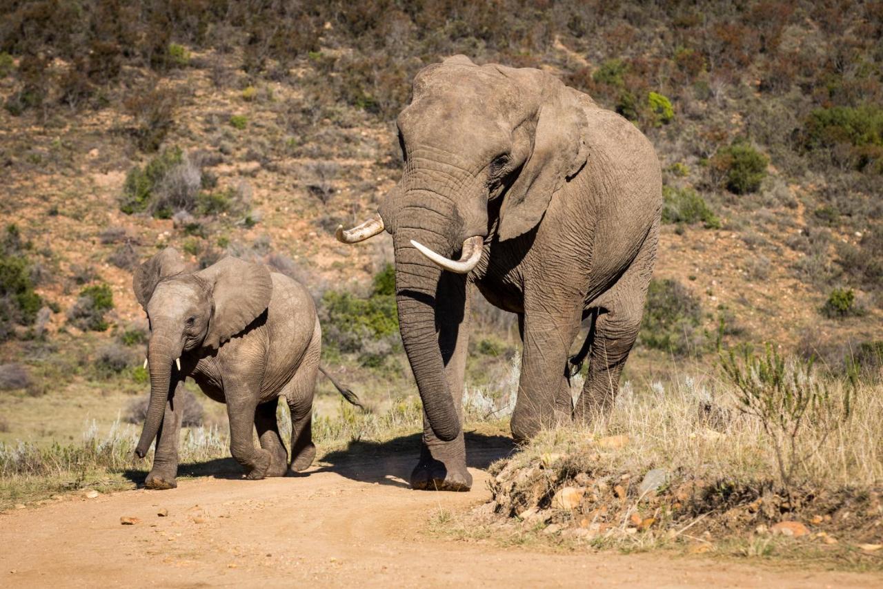 Botlierskop Private Game Reserve Reebok Ngoại thất bức ảnh