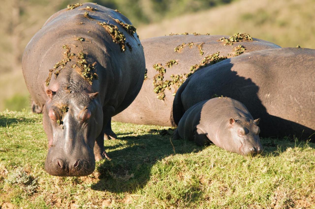 Botlierskop Private Game Reserve Reebok Ngoại thất bức ảnh
