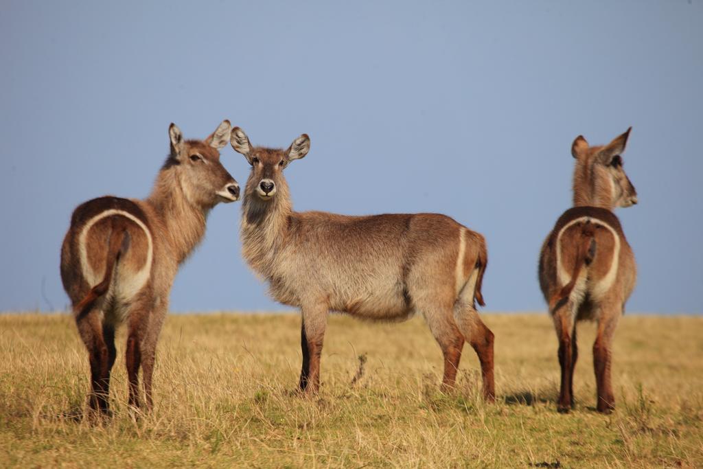 Botlierskop Private Game Reserve Reebok Ngoại thất bức ảnh