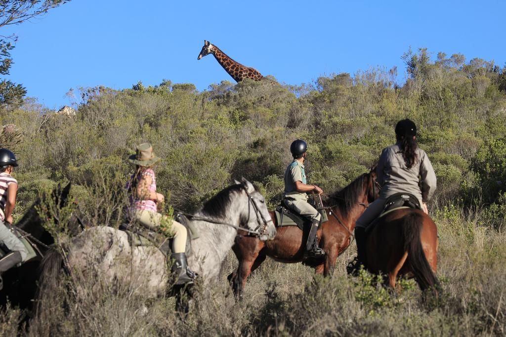 Botlierskop Private Game Reserve Reebok Ngoại thất bức ảnh