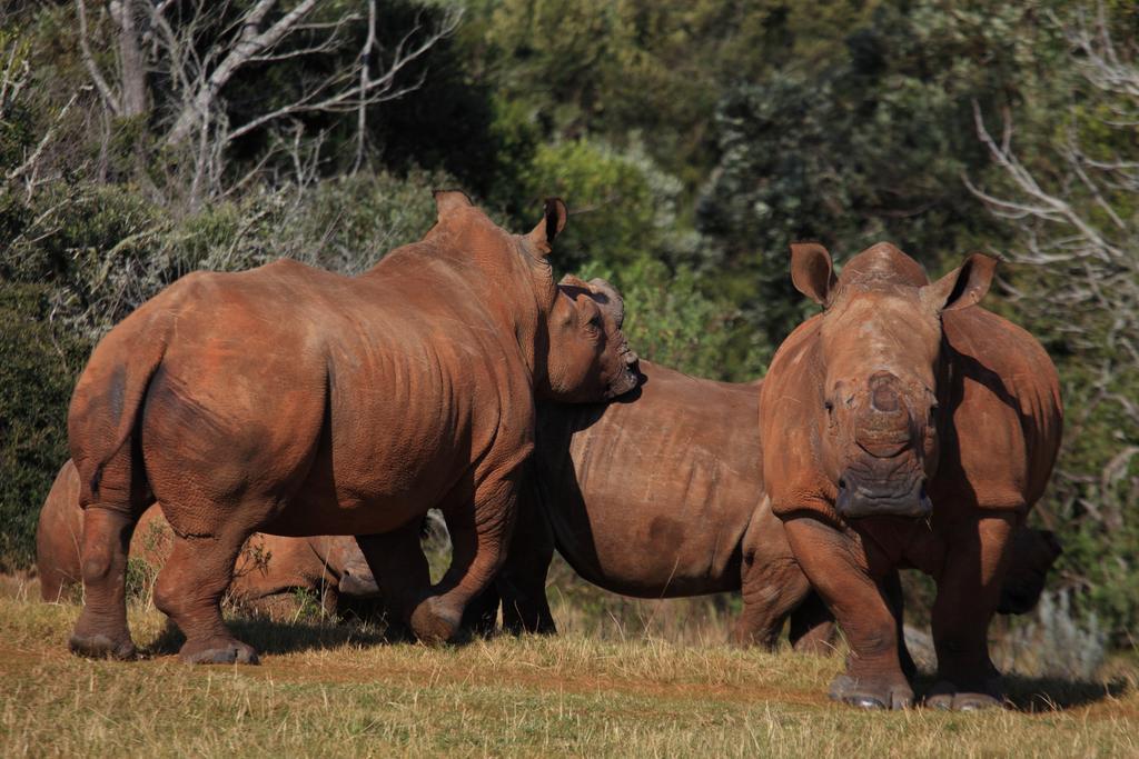 Botlierskop Private Game Reserve Reebok Ngoại thất bức ảnh