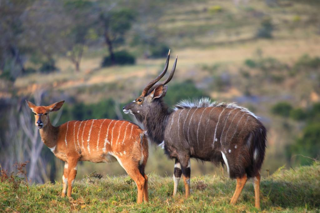 Botlierskop Private Game Reserve Reebok Ngoại thất bức ảnh