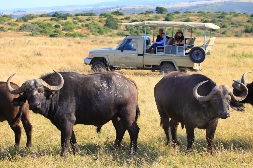 Botlierskop Private Game Reserve Reebok Ngoại thất bức ảnh