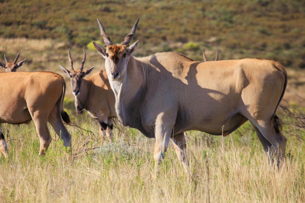 Botlierskop Private Game Reserve Reebok Ngoại thất bức ảnh