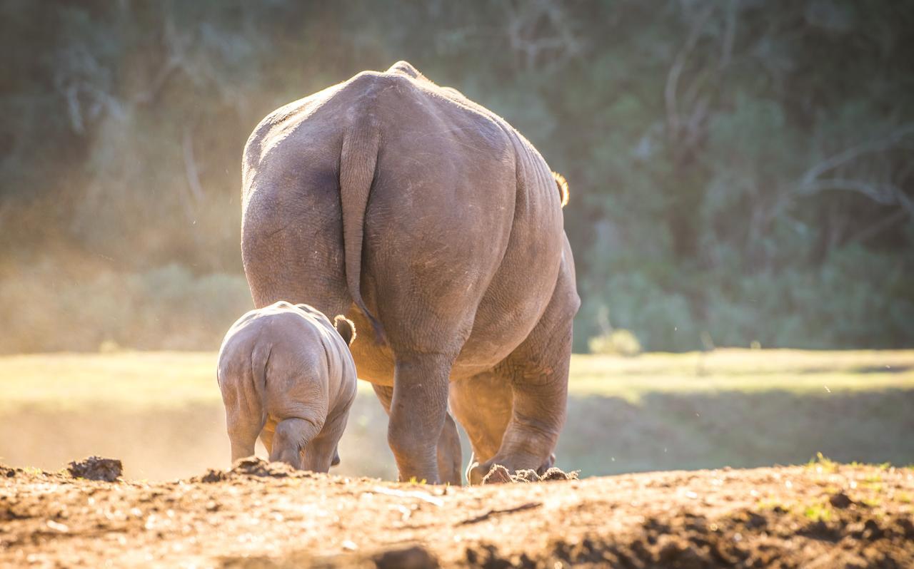 Botlierskop Private Game Reserve Reebok Ngoại thất bức ảnh